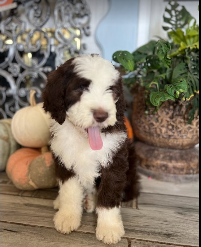 best dog food for sheepadoodle