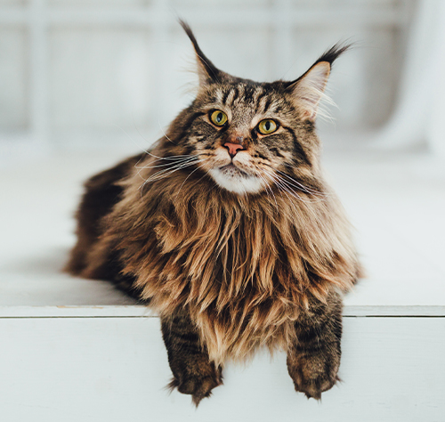 maine coon rescue rhode island