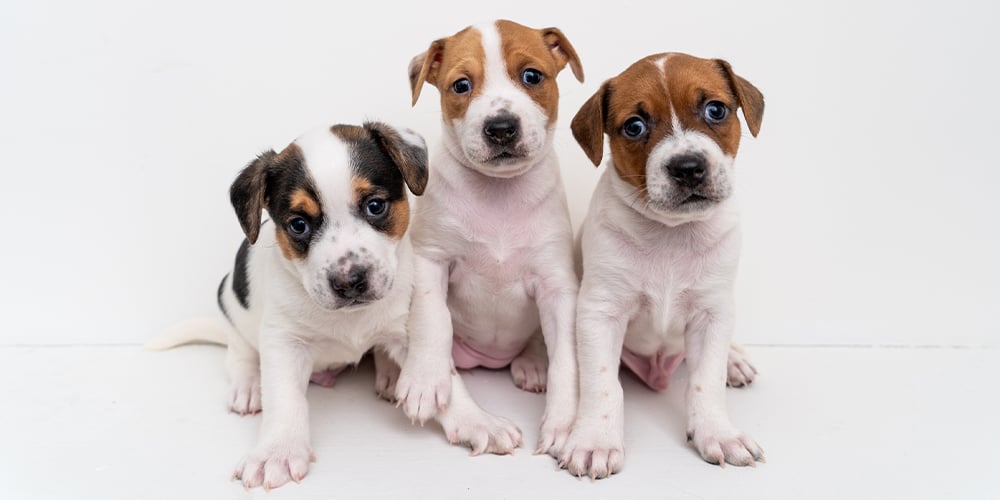 adopt a dog under $100