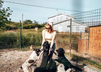 adopting a dog from shelter