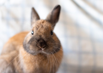 how old do rabbits have to be to sell