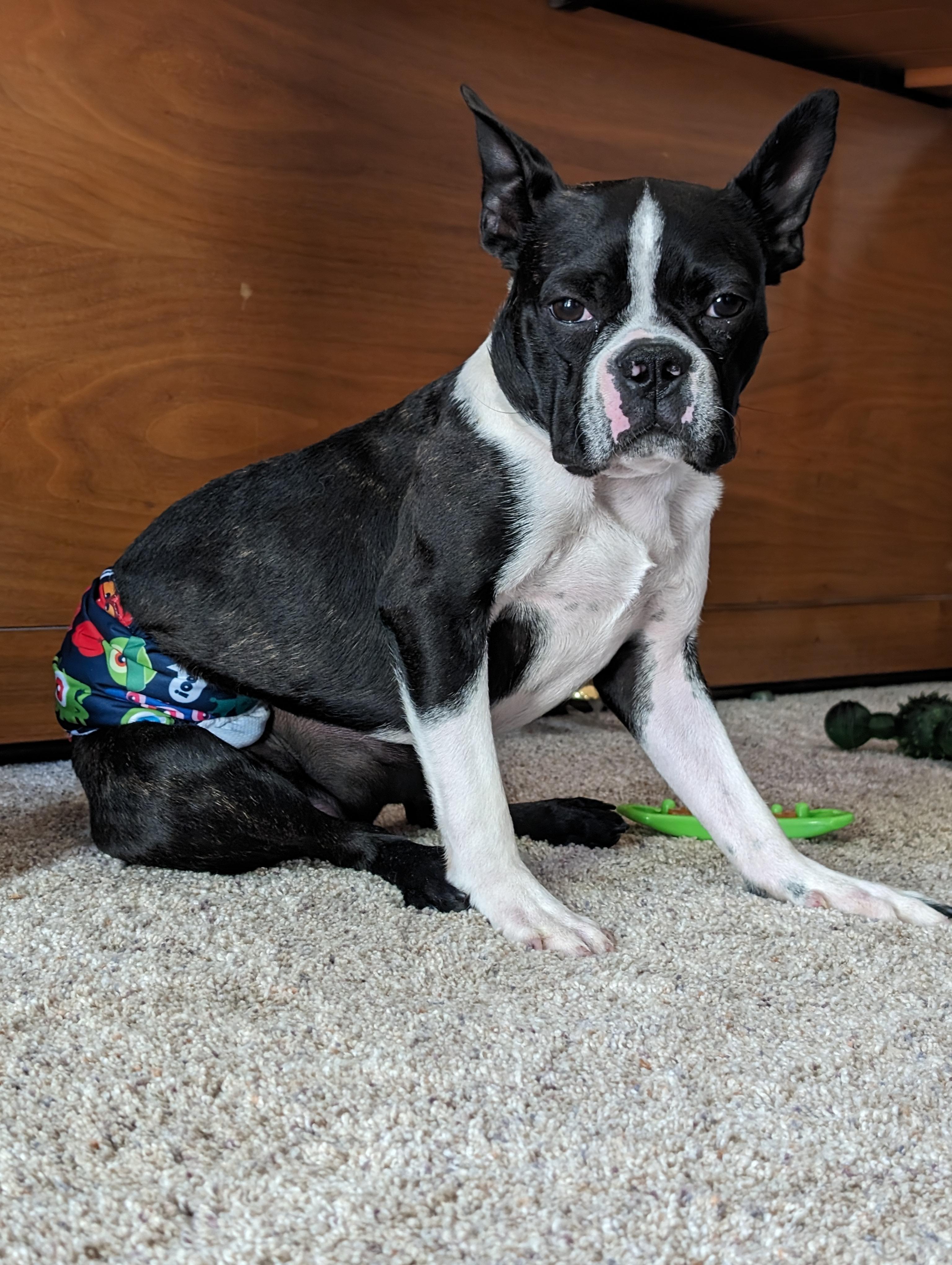 boxer mix boston terrier