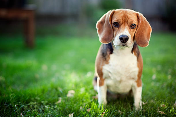 beagle breed price in india