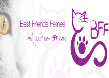 best friends kittens