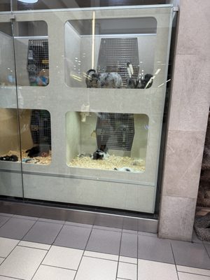 alley cat pet center