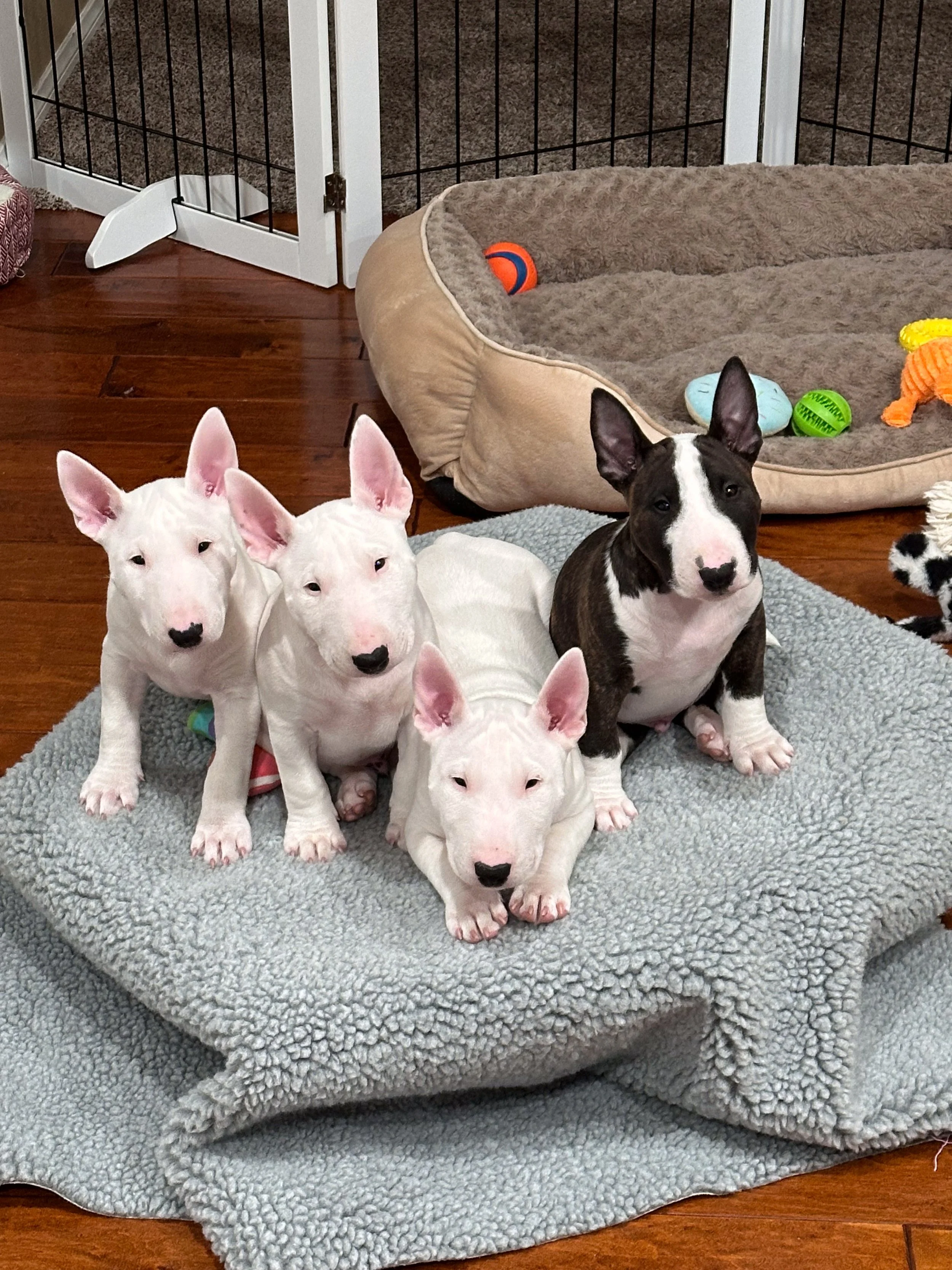 bull terrier puppies