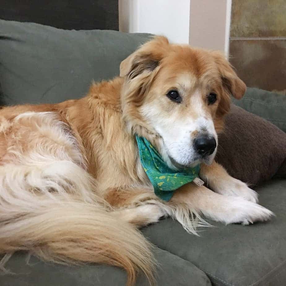 great dane golden retriever mix