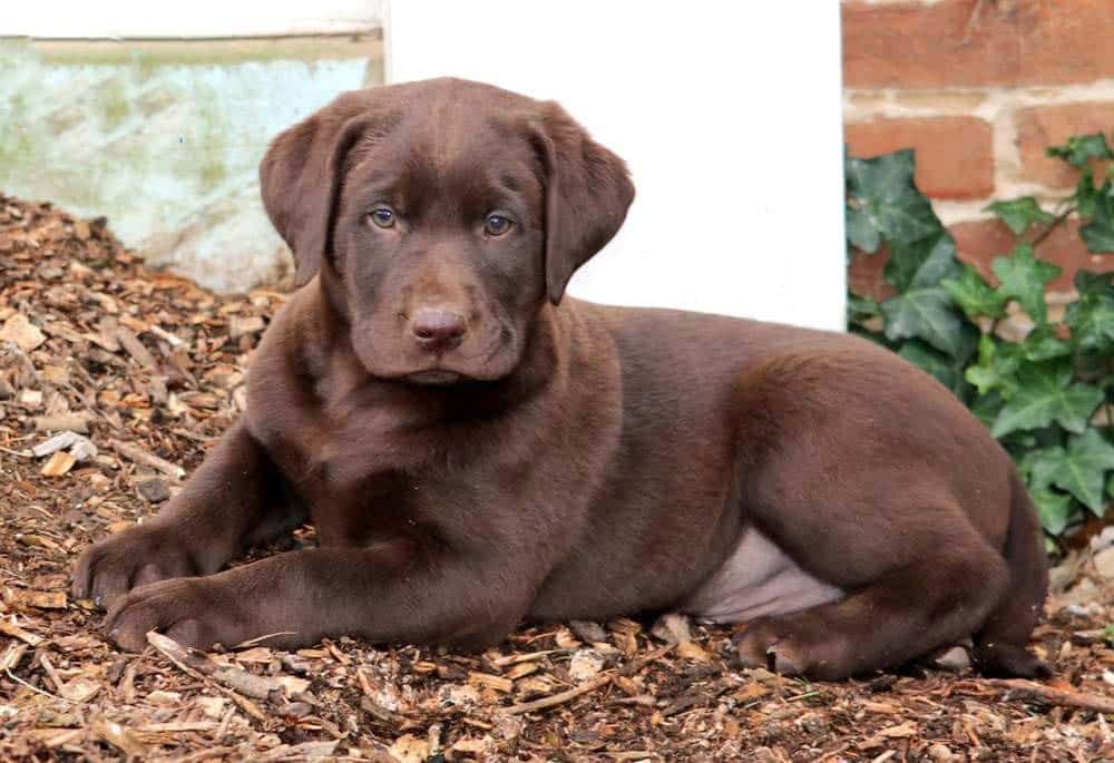 chocolate lab puppies near me under $500
