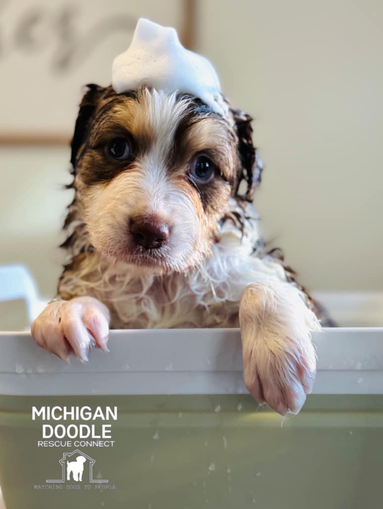 small dogs to adopt in michigan