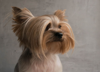 puppies for sale kentucky