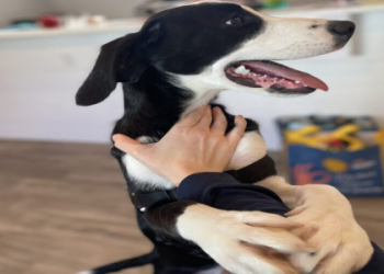 dog shelter and rescue near me