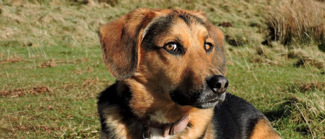 beagle and shepherd mix