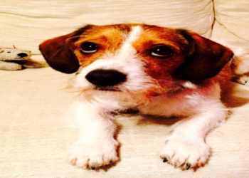 jack russell beagle mix