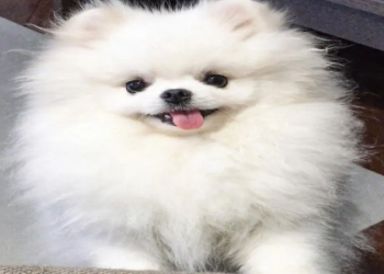 puppy online shopping