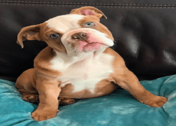 english bulldog breeders indiana