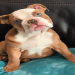 english bulldog breeders indiana