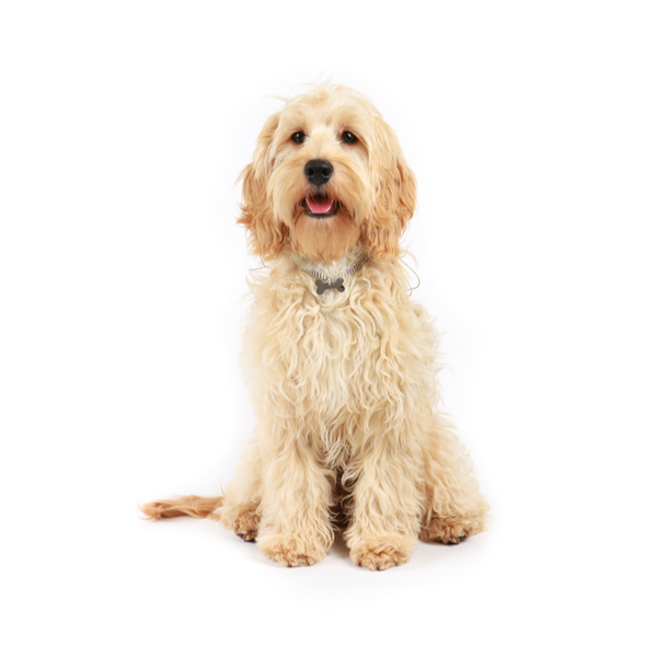 cockapoo breeders california