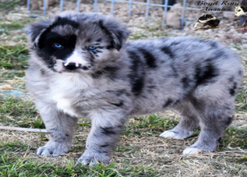 aussie jack russell terrier mix