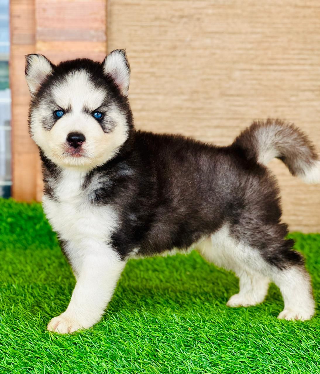 price of husky puppy in india