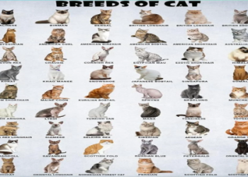 coolest looking cats