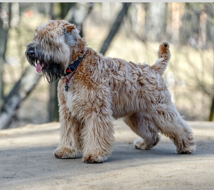 wheaten terrier rescue near me