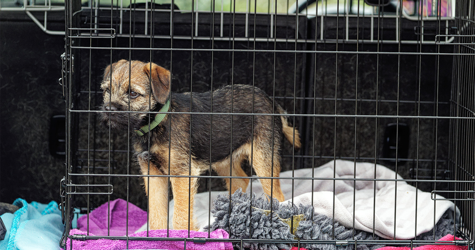 where to drop off a dog