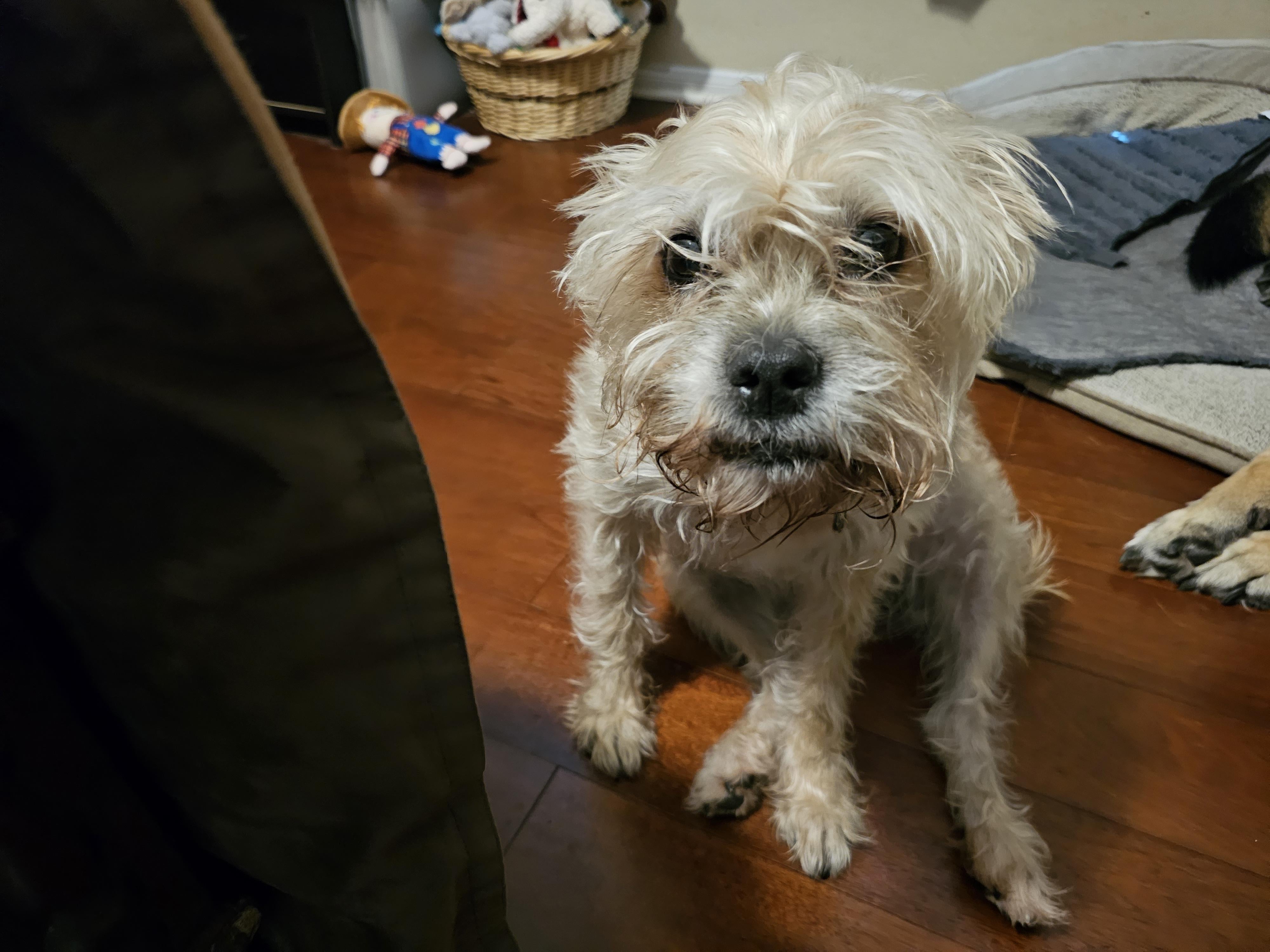 bichon boston terrier mix