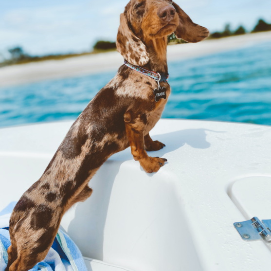 dachshund for sale florida