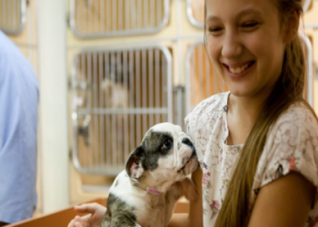 adopt a therapy dog near me