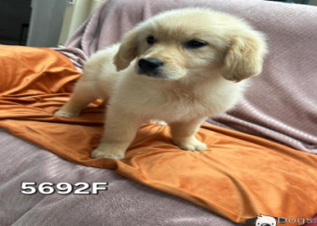 bichon golden retriever