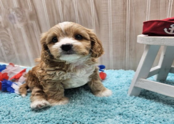 puppies for sale within 20 mi