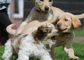 places to get puppies near me