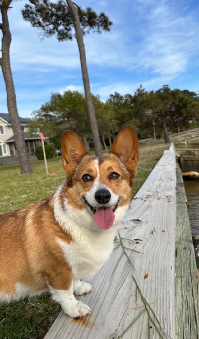 corgi for sale craigslist