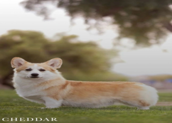 corgi puppies for sale arizona