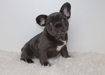 french bulldog breeders washington state
