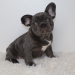 french bulldog breeders washington state