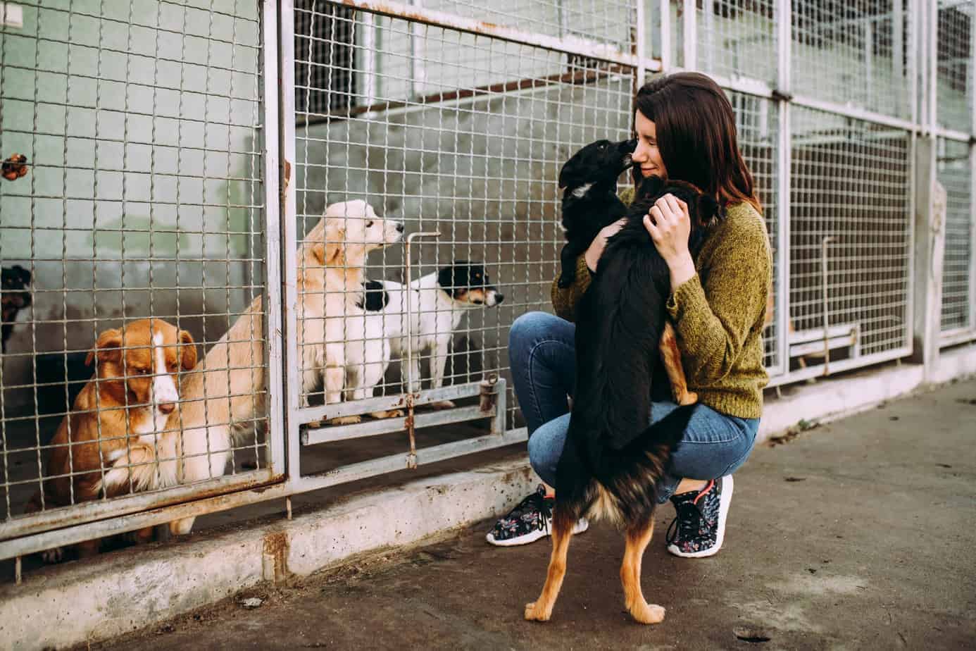 adopting a dog from shelter
