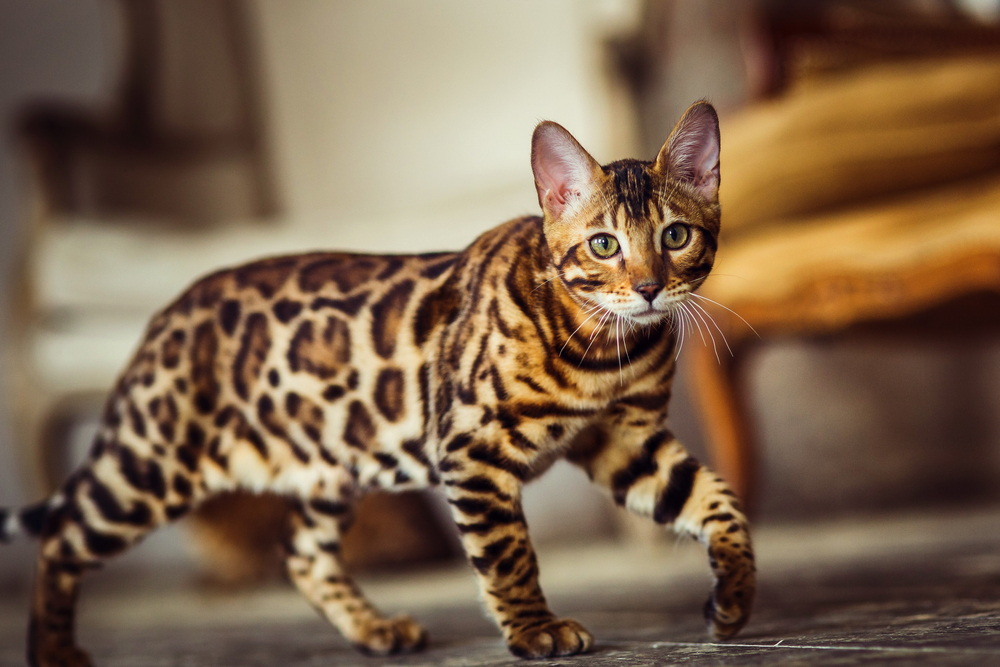 bengal cat cost usa