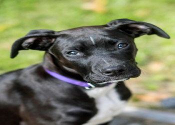 black lab x great dane