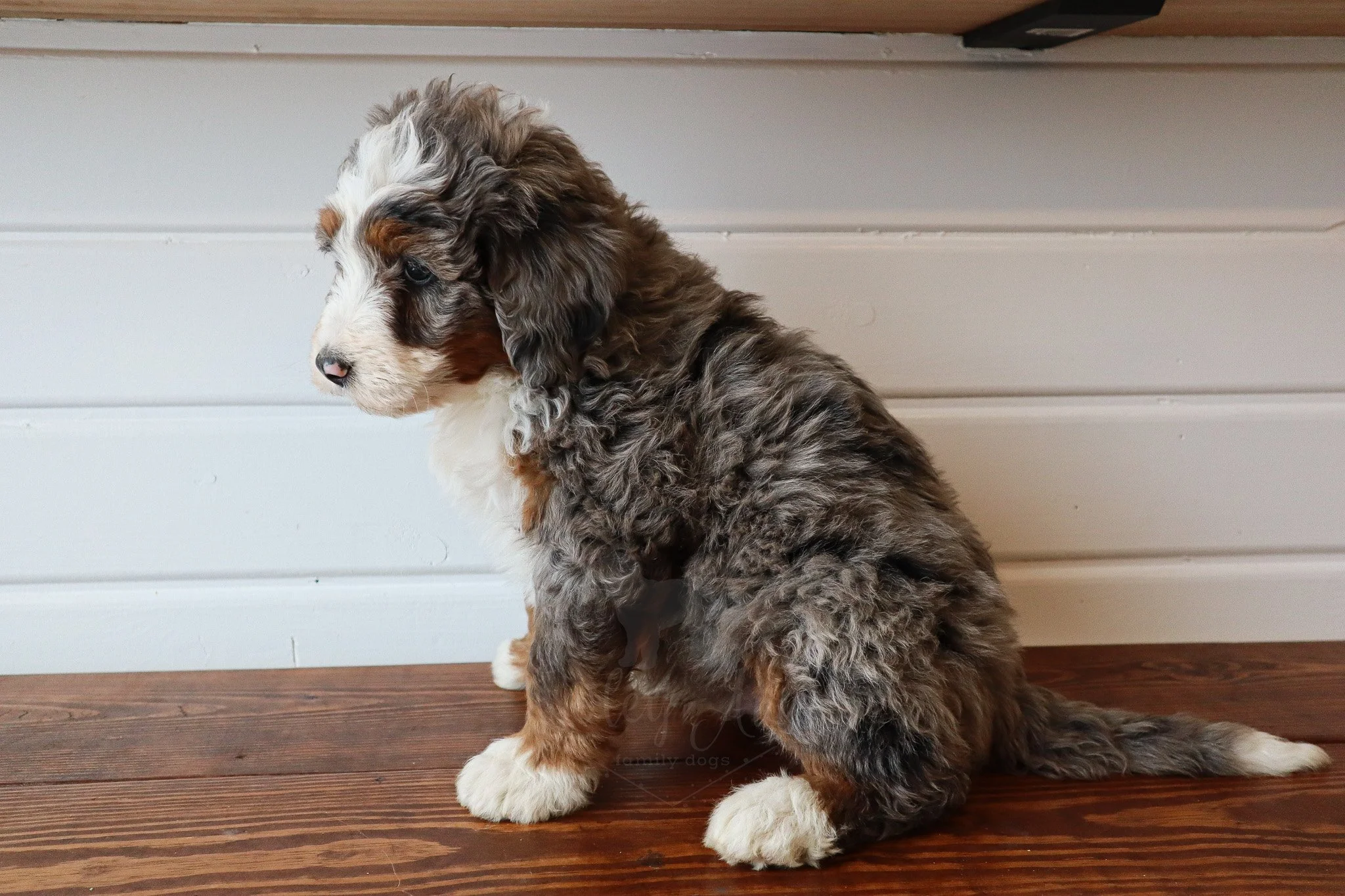 merle bernedoodle puppy