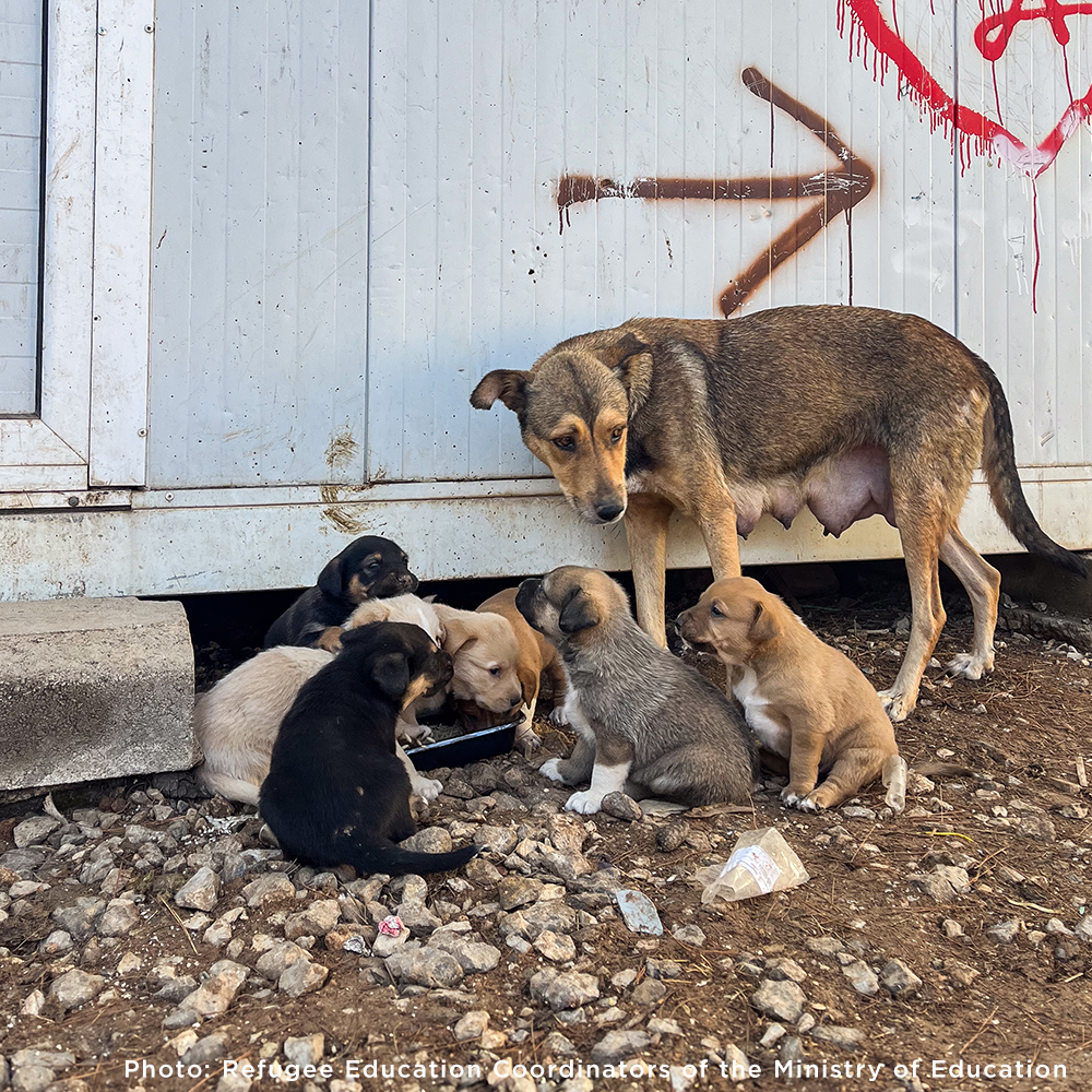 animals that need help