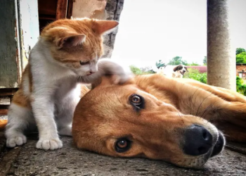 dog petting cat
