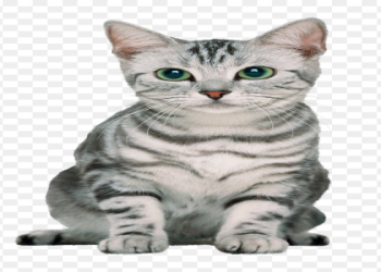 cat fur png