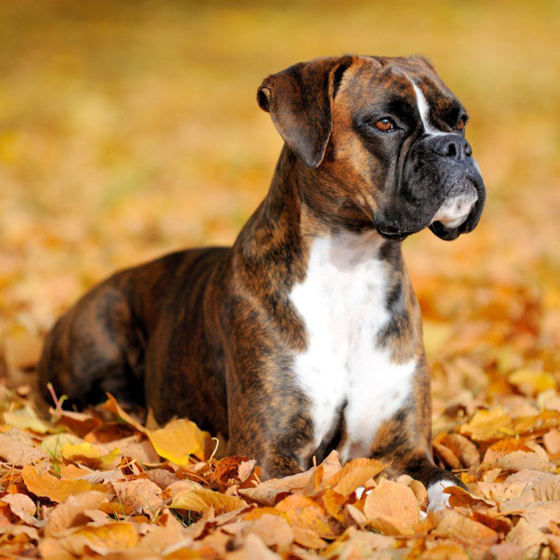boxer puppies for sale in arizona