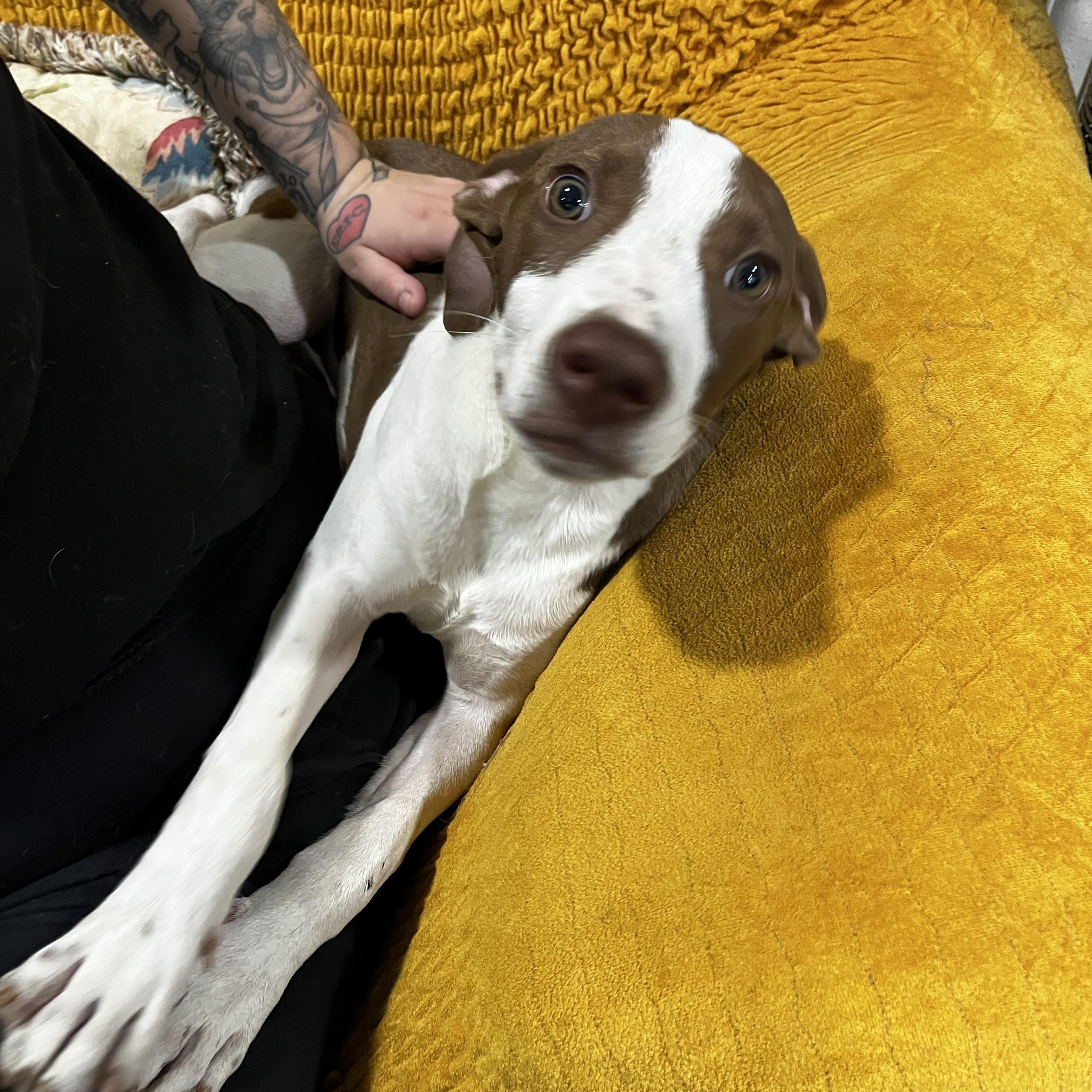 petfinder battle creek