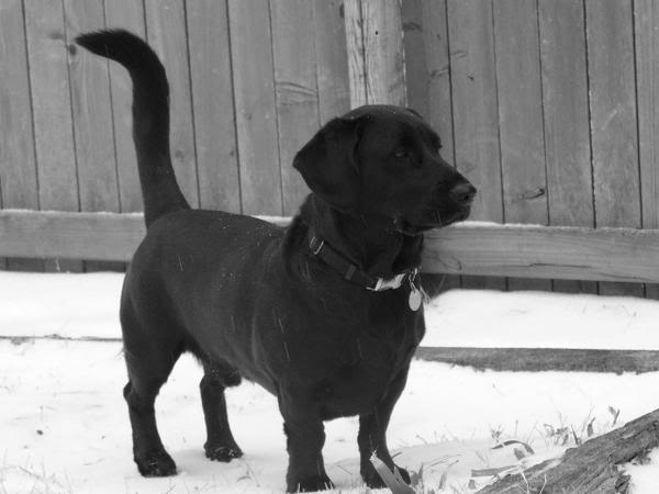 black lab dachshund mix