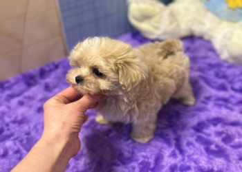 maltipoo for sale california
