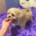 maltipoo for sale california