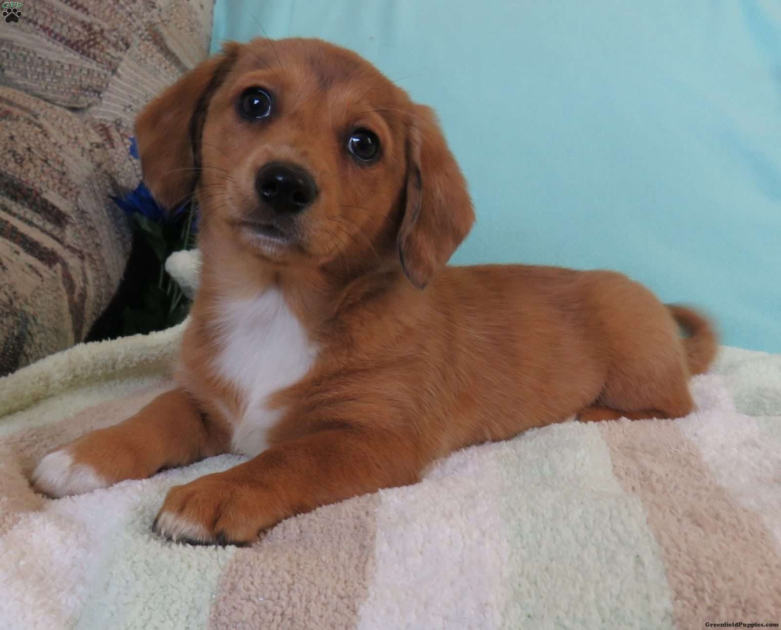 corgi dachshund mix puppies for sale