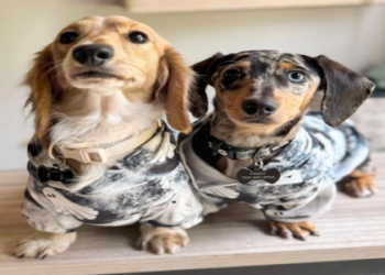 dachshund puppies south dakota